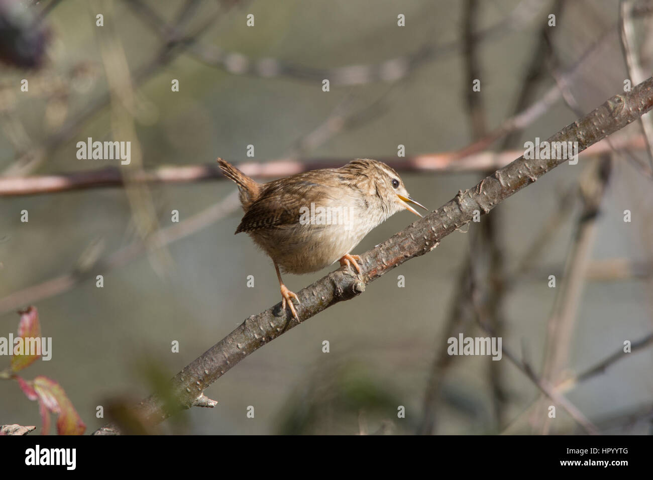 Le Troglodyte mignon (Troglodytes troglodytes) chanter dans un arbre Banque D'Images