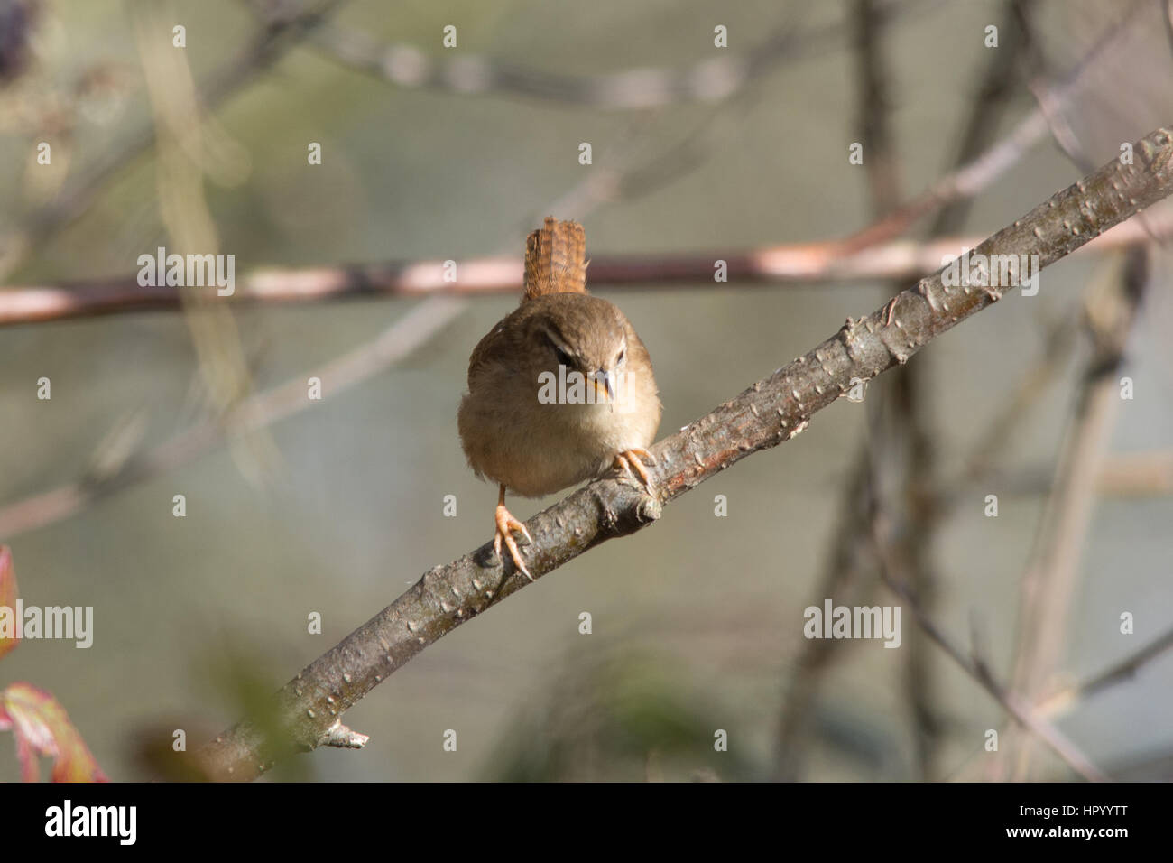 Le Troglodyte mignon (Troglodytes troglodytes) chanter dans un arbre Banque D'Images