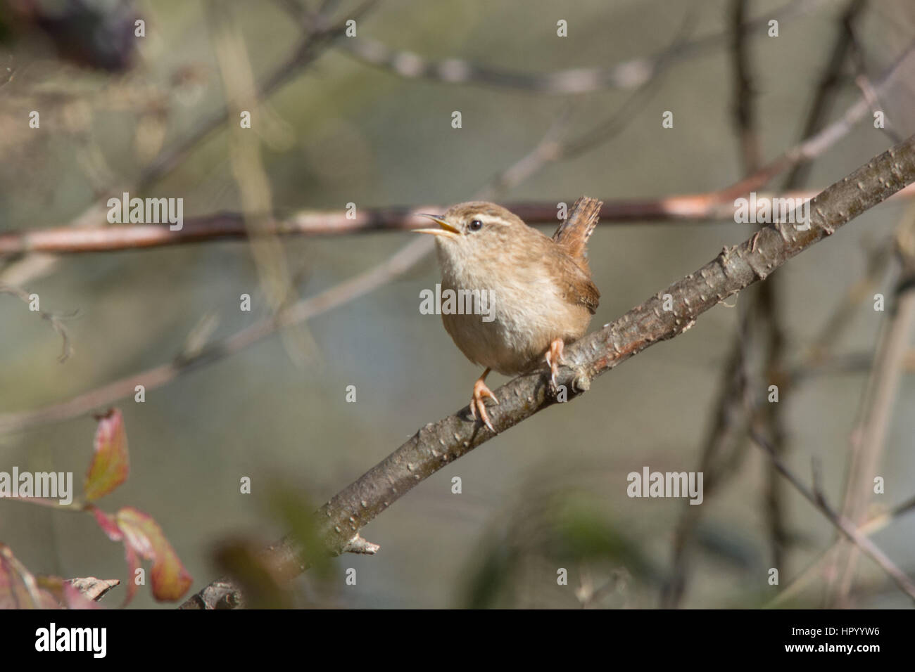 Le Troglodyte mignon (Troglodytes troglodytes) chanter dans un arbre Banque D'Images