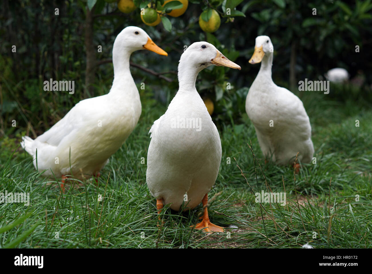 Les canards de Pékin dans un jardin à la ferme Banque D'Images