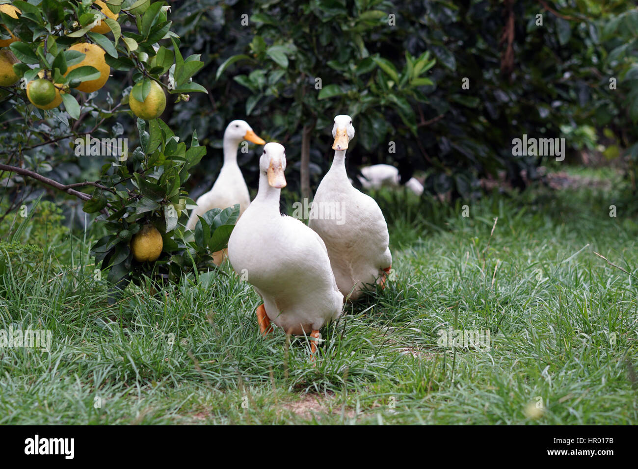 Les canards de Pékin dans un jardin à la ferme Banque D'Images