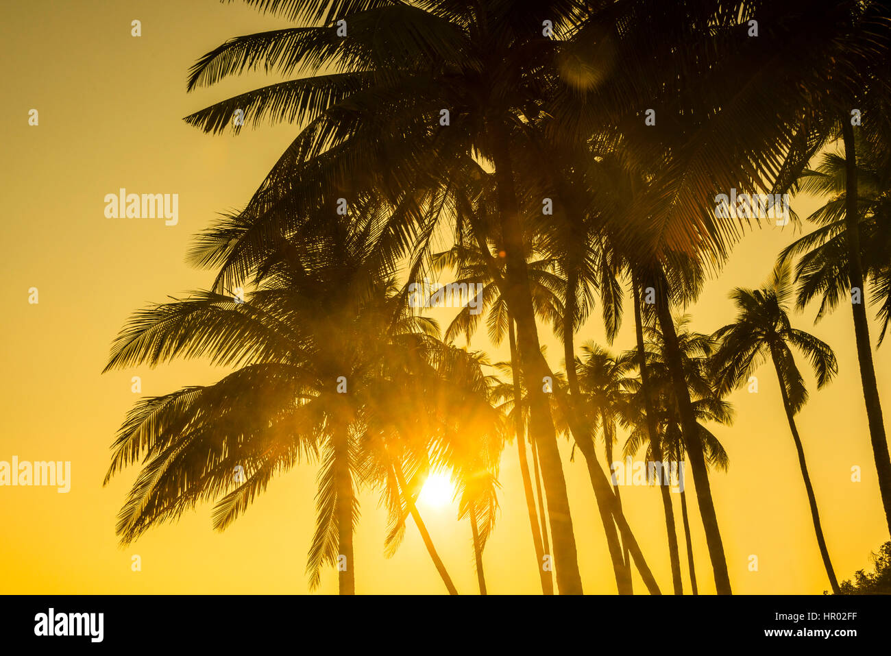 Palmiers contre la lumière, le coucher du soleil, Chaung Thar plage, baie du Bengale, de l'Ayeyarwady, au Myanmar Banque D'Images