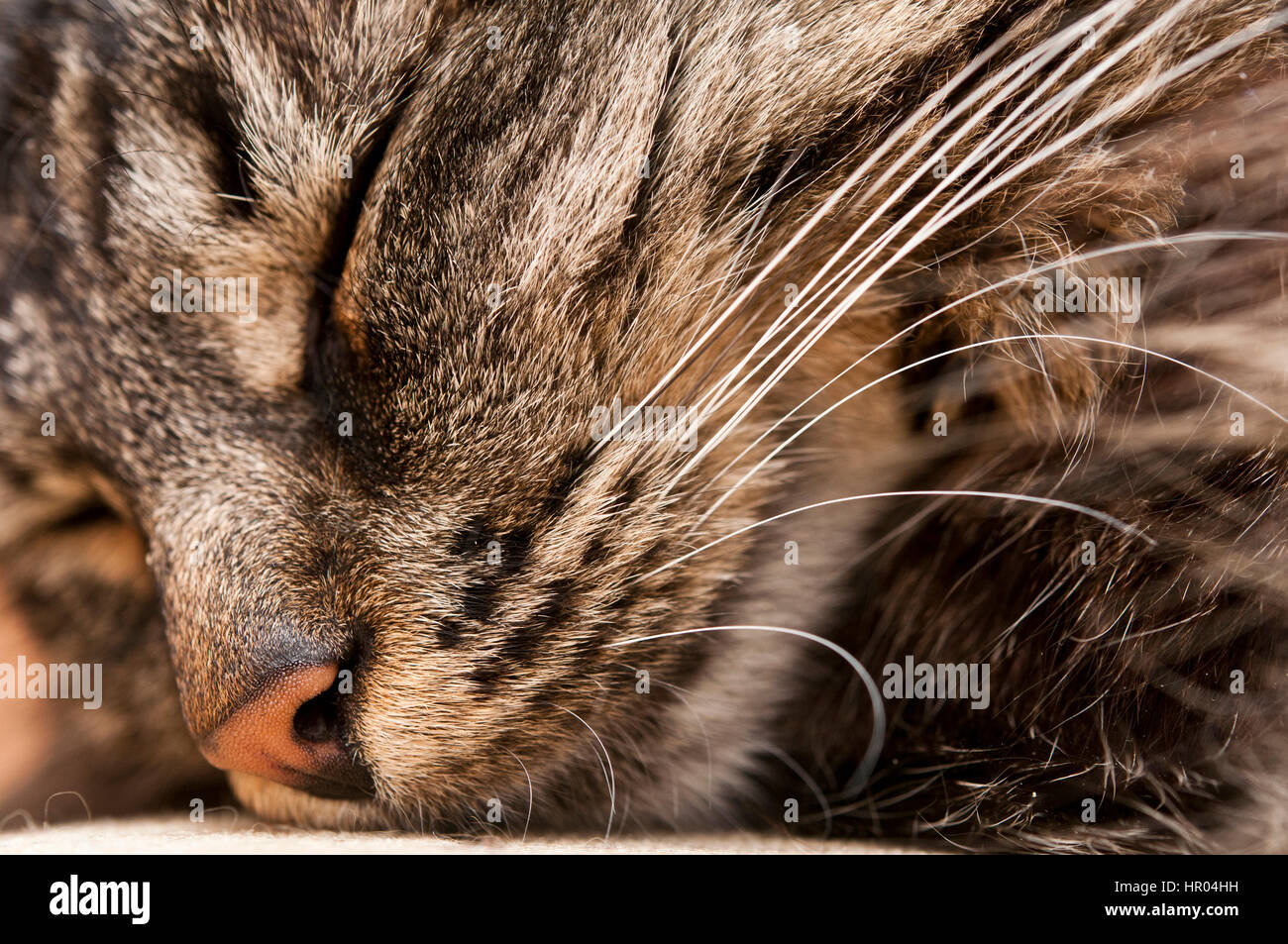 Chat Qui Dort Photo Stock Alamy