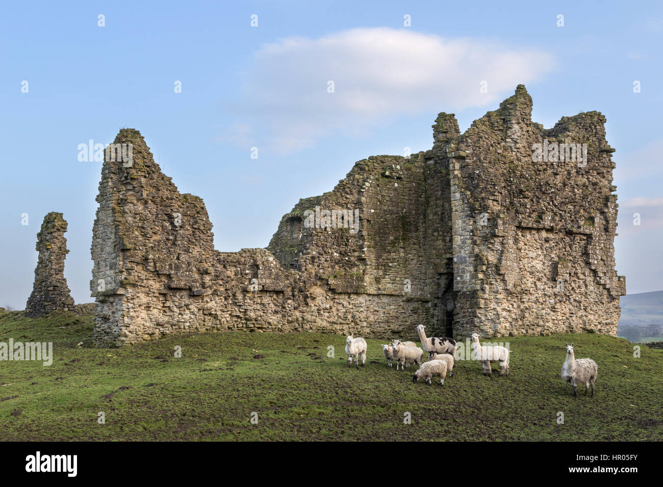 Château de Bewcastle, Cumbria, Angleterre - vestiges de l'ouest du mur rideau et de gardien. Les moutons et d'alpagas pose devant l'appareil photo. Banque D'Images