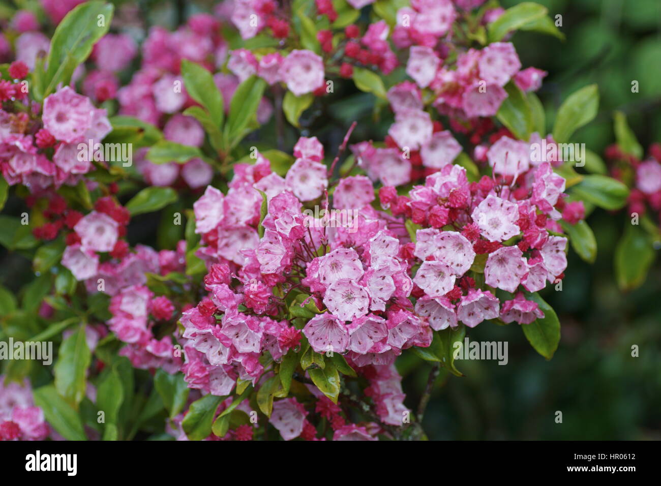 Kalmia latifolia 'Fire' olympique Banque D'Images