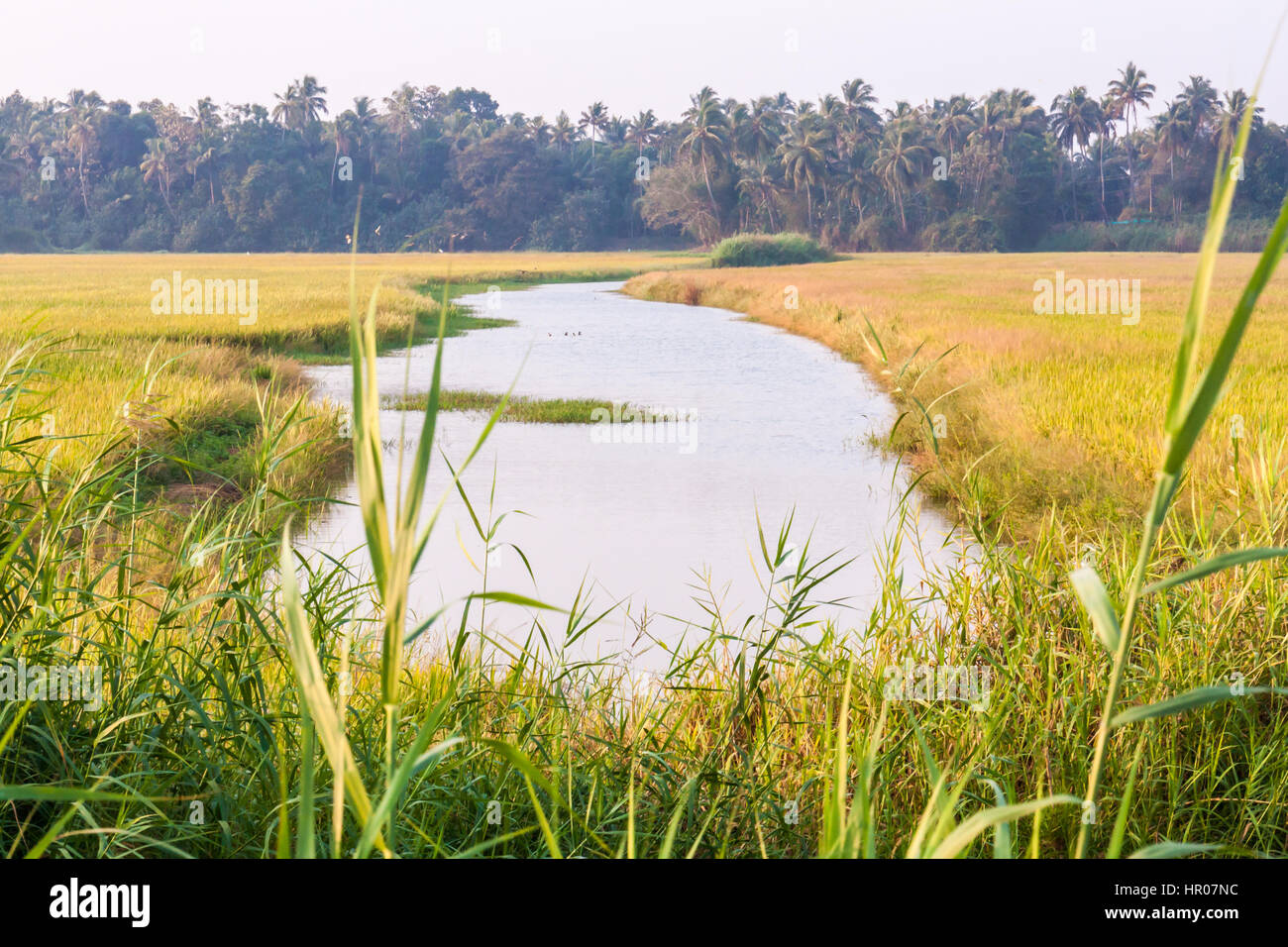Rizière avec petite rivière dans la région de Kerala, Inde Banque D'Images