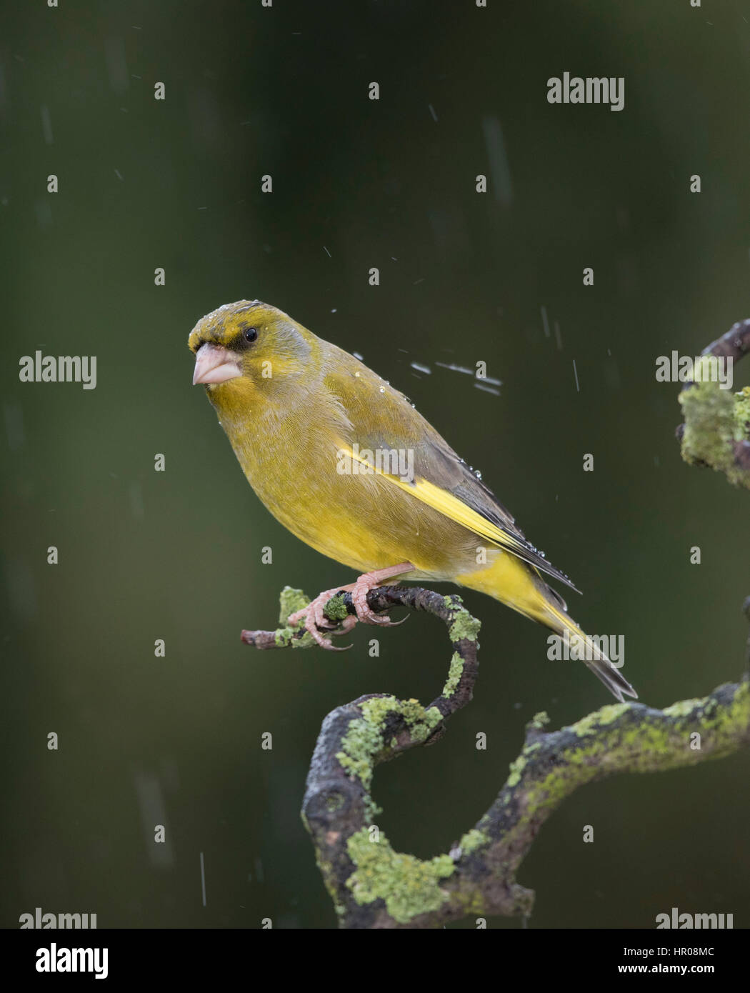 Verdier (Carduelis chloris) avec de l'eau sur le dos et la tête sous la pluie, sur une branche couverte de lichen, Mid Wales/Shropshire, hiver 2017 frontières Banque D'Images