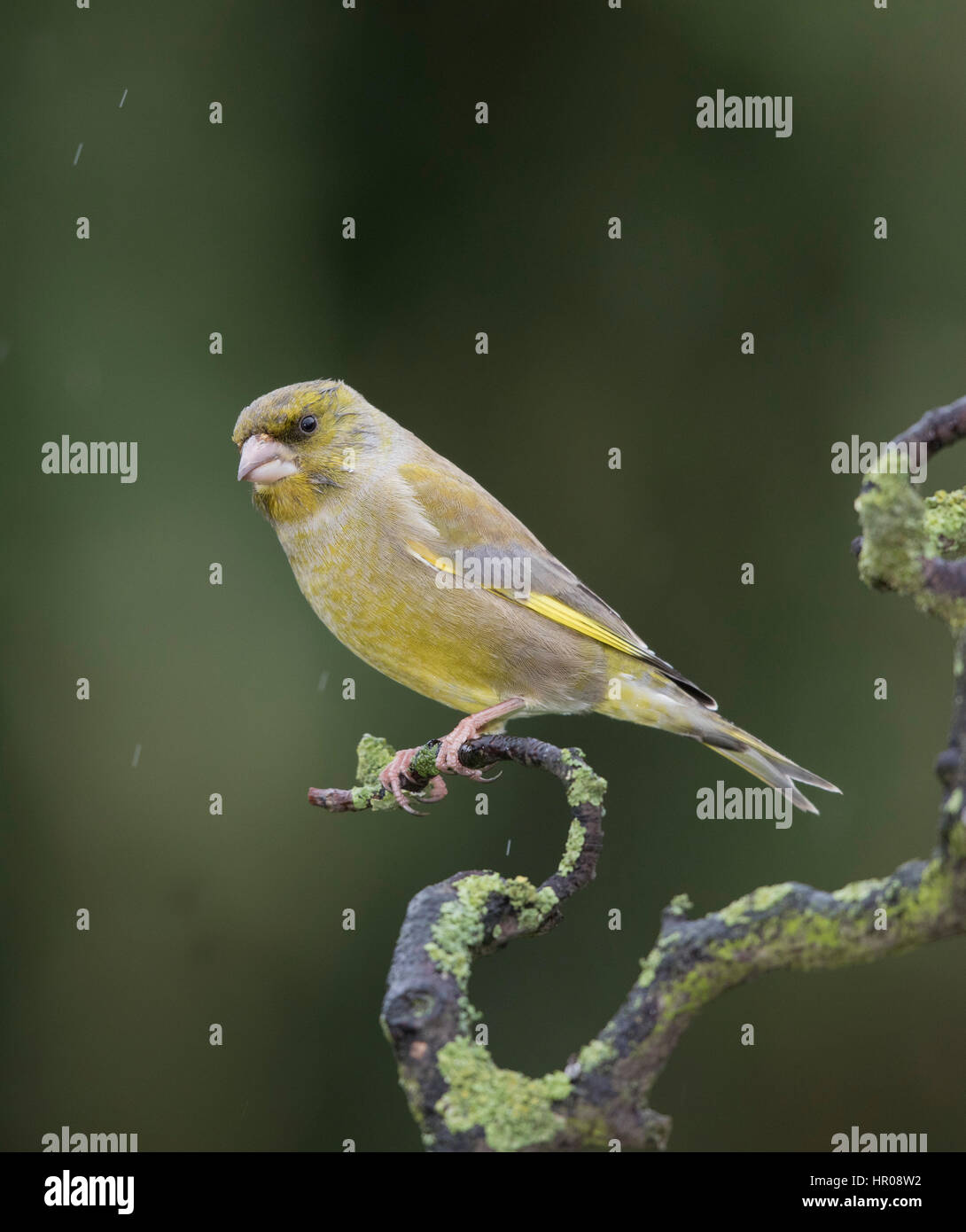 Verdier (Carduelis chloris) sur une branche couverte de lichen, dans la pluie, février,2017 Banque D'Images