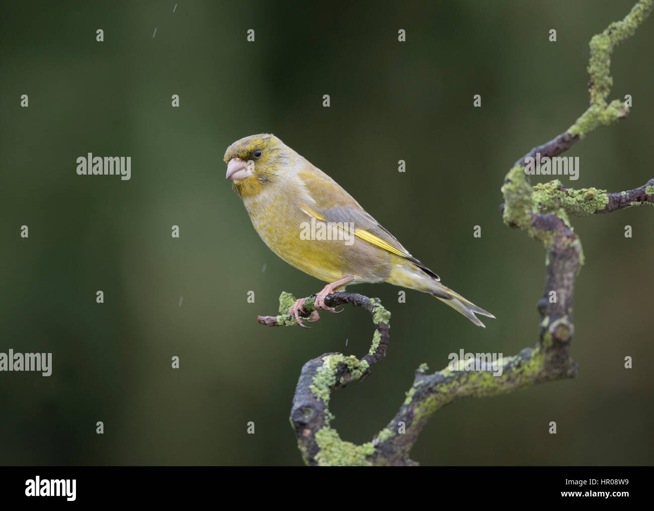 Verdier (Carduelis chloris) sur une branche couverte de lichen, dans la pluie, février,2017 Banque D'Images
