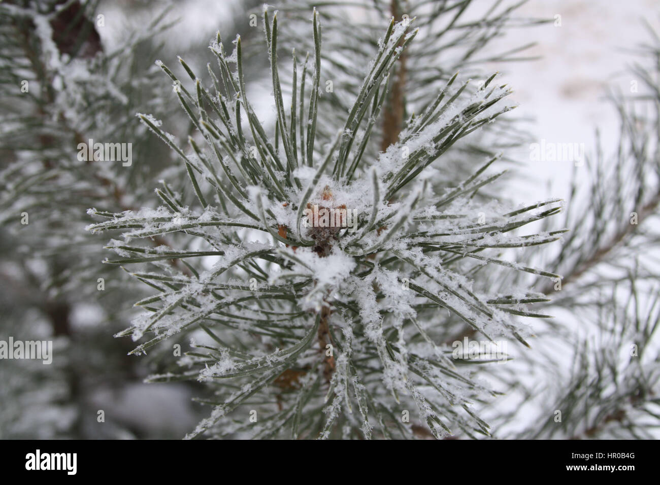 Belle branche de pin,comme la fleur et couverte de gros flocons individuels Banque D'Images
