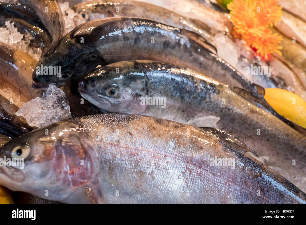 Le poisson frais. Truite sur un stand dans un supermarché. Un poisson gras avec des huiles oméga 3 en bonne santé Banque D'Images