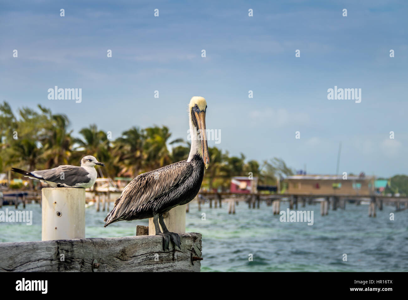 Les jeunes goélands Pelican et rire debout sur un quai - Caye Caulker, Belize Banque D'Images