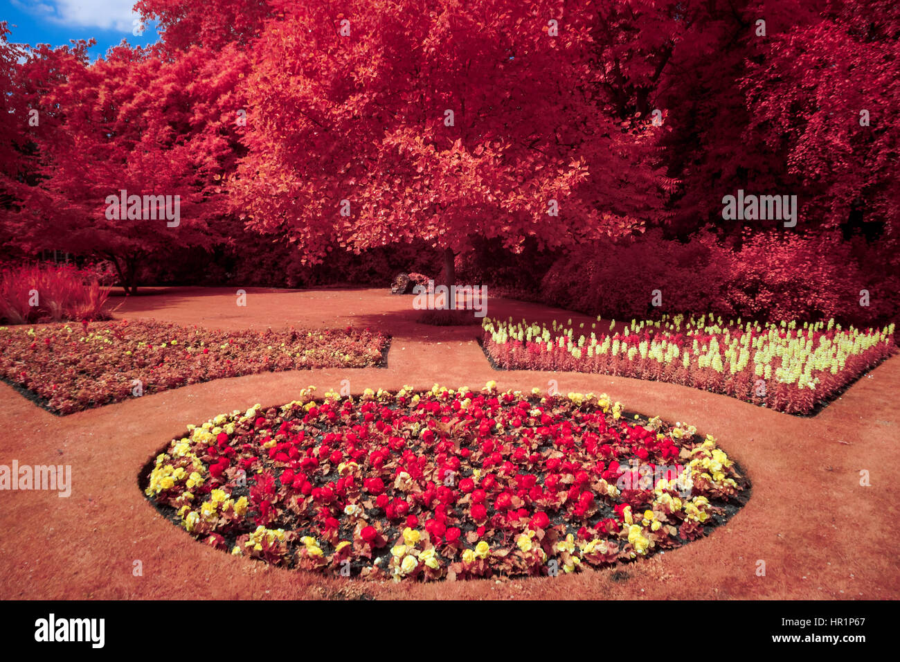 Southwark Park flowerbes photographié dans l'ensemble du spectre infrarouge couleur convertie photo reflex numérique. Londres, Royaume-Uni. Banque D'Images