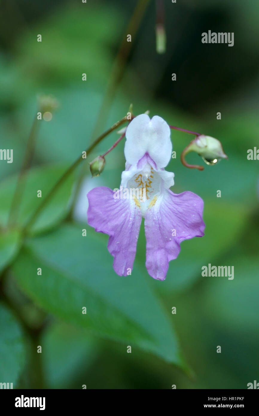 Impatiens balfourii Banque D'Images