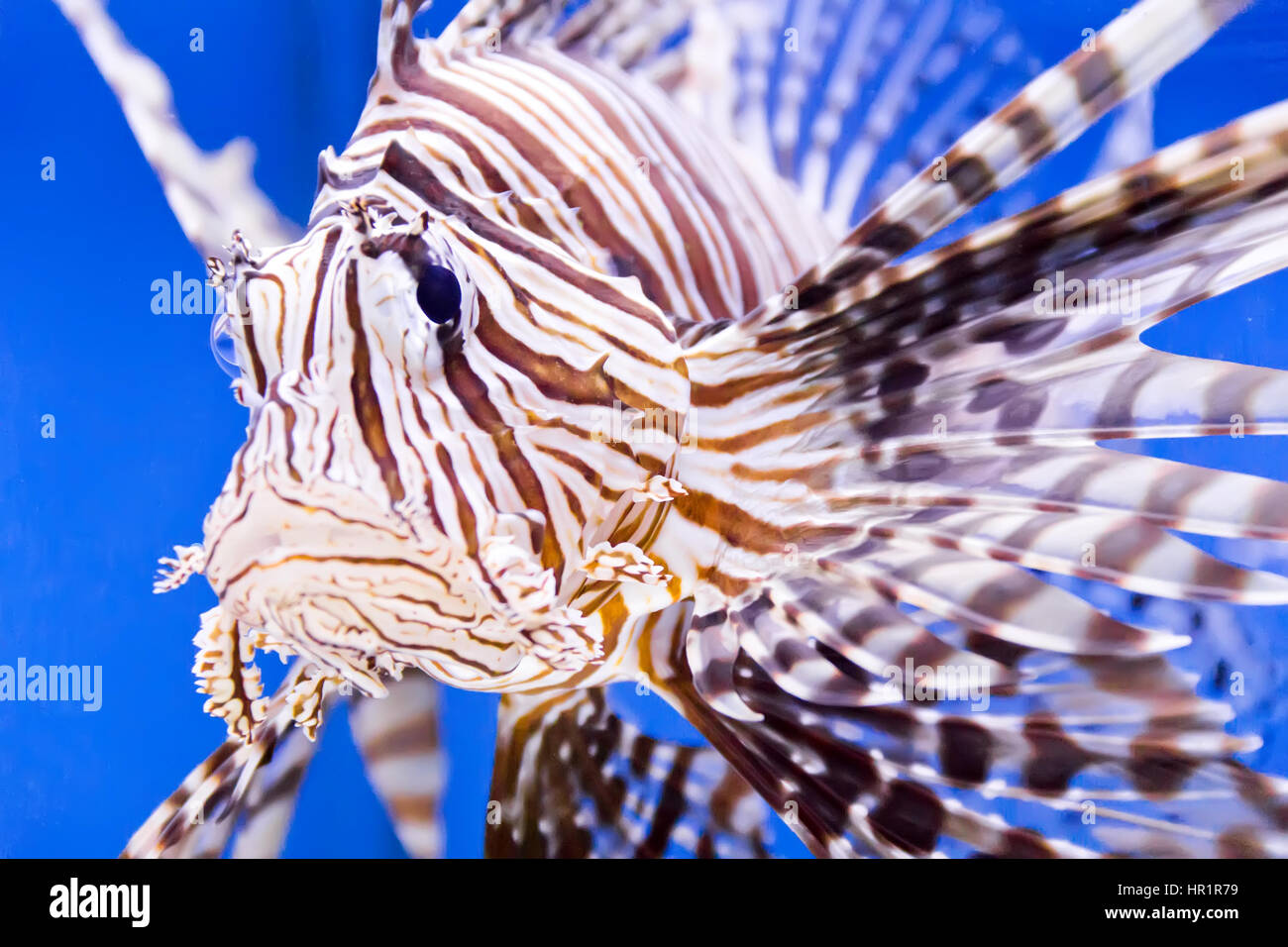 Photo de poissons d'aquarium dans la Blue Water Banque D'Images