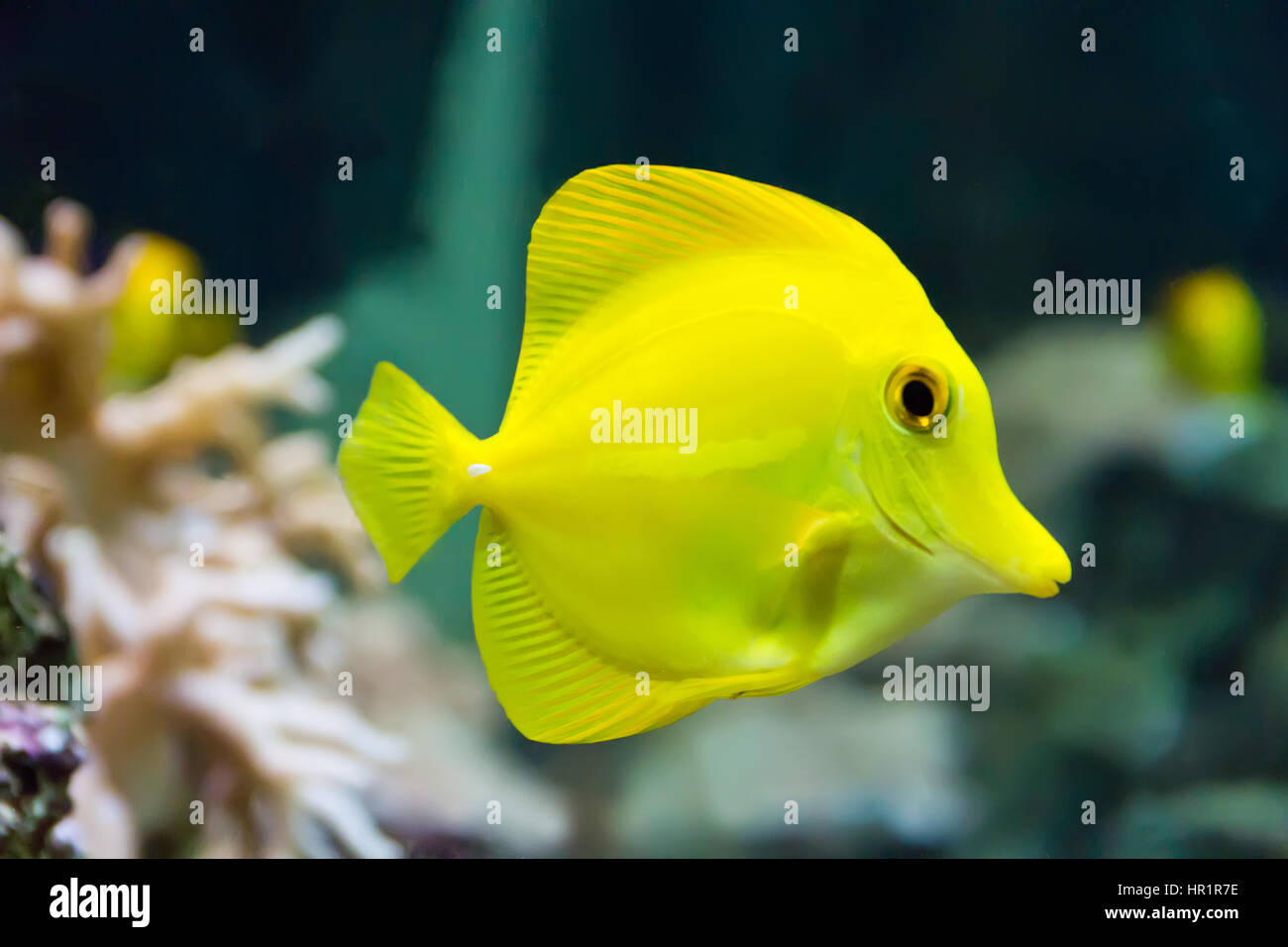 Image de poisson zebrasoma tang jaune dans l'aquarium Banque D'Images