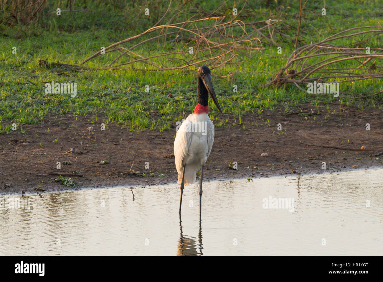 Cigogne Jabiru oiseau sur la nature du Pantanal, Brésil. La faune du Brésil Banque D'Images