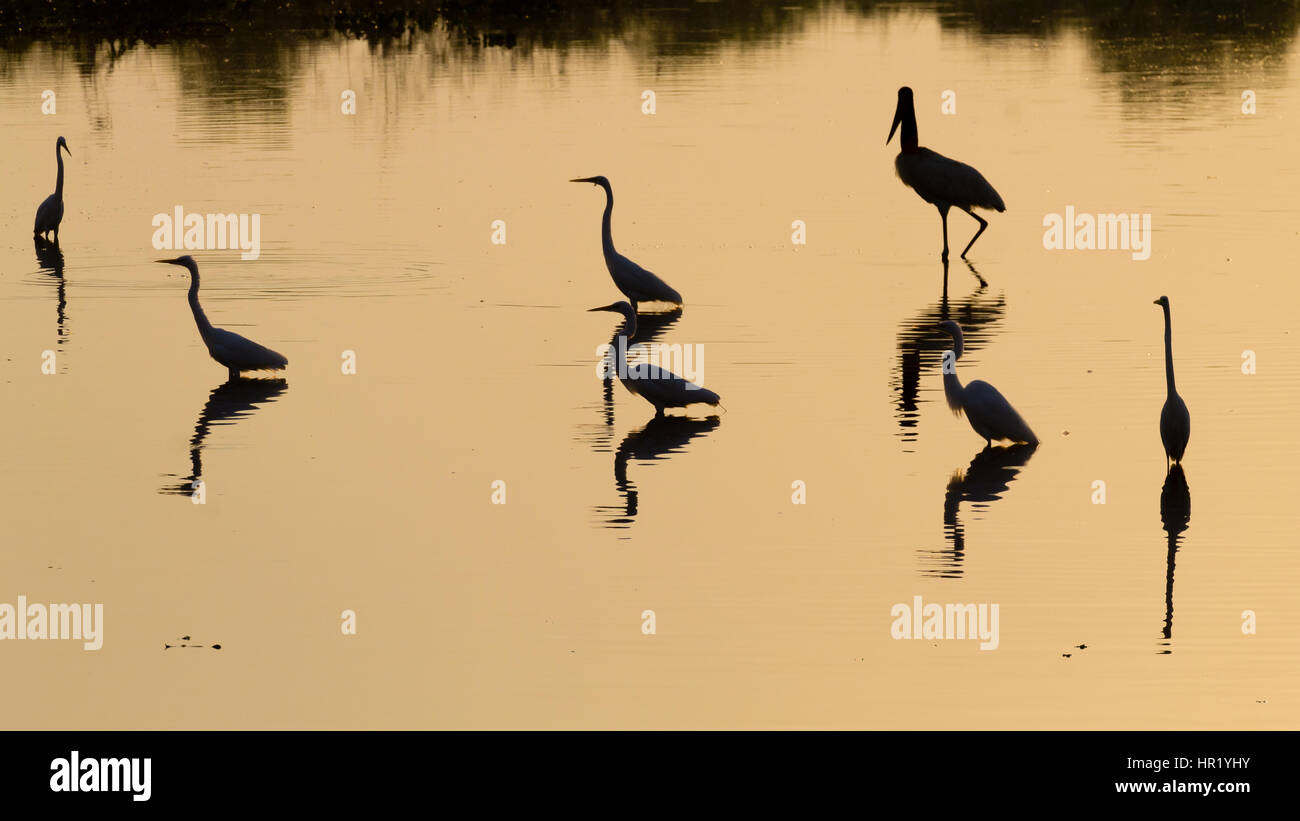 Reflète sur l'eau des oiseaux, du Pantanal au Brésil. La faune du Brésil. Silhouette d'oiseaux. Banque D'Images