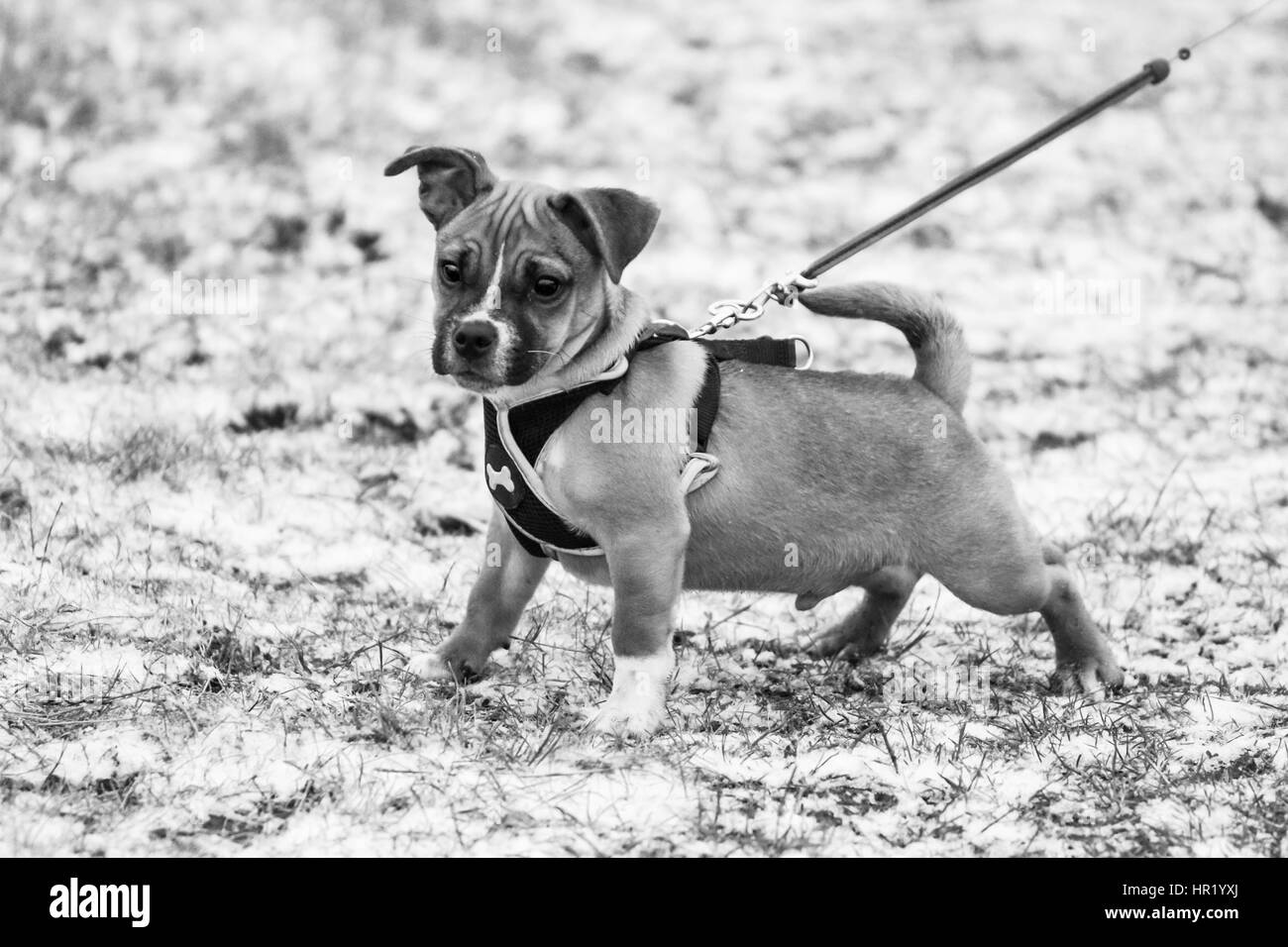 Verseuse (Pug) cross Jack Russell chiot sur première promenade Banque D'Images