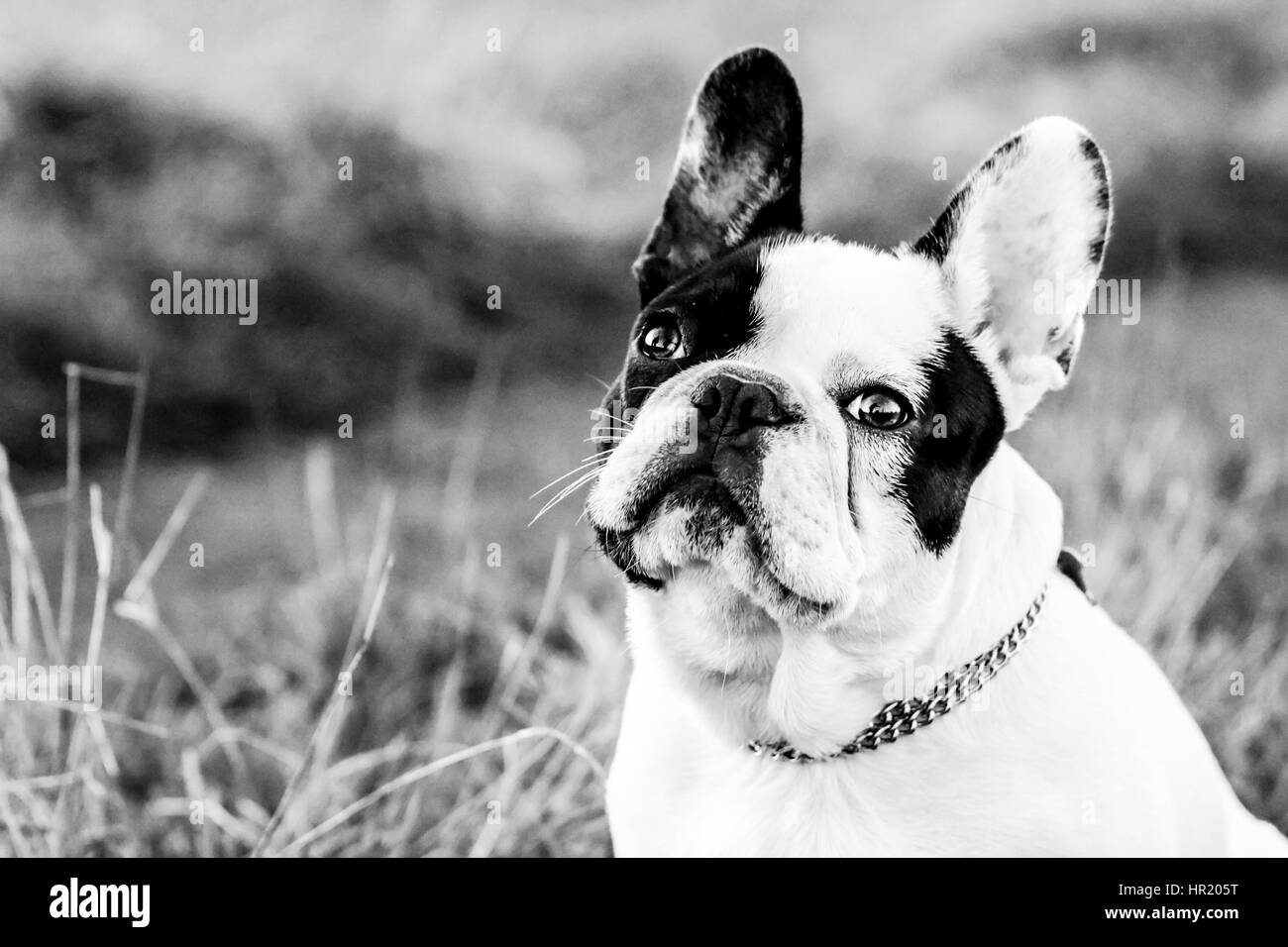 Bouledogue Français noir et blanc portrait Banque D'Images