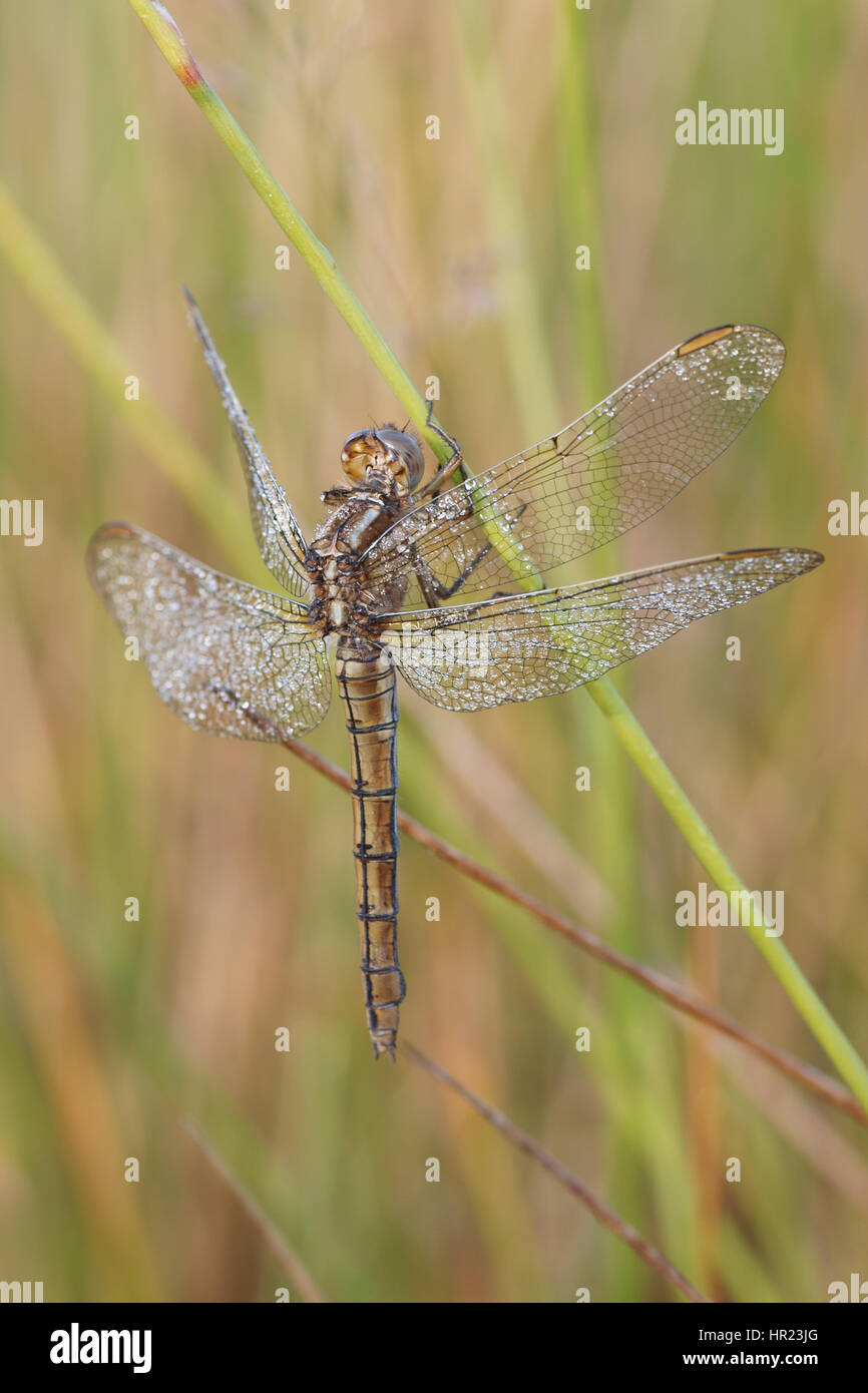 Orthetrum coerulescens Banque D'Images