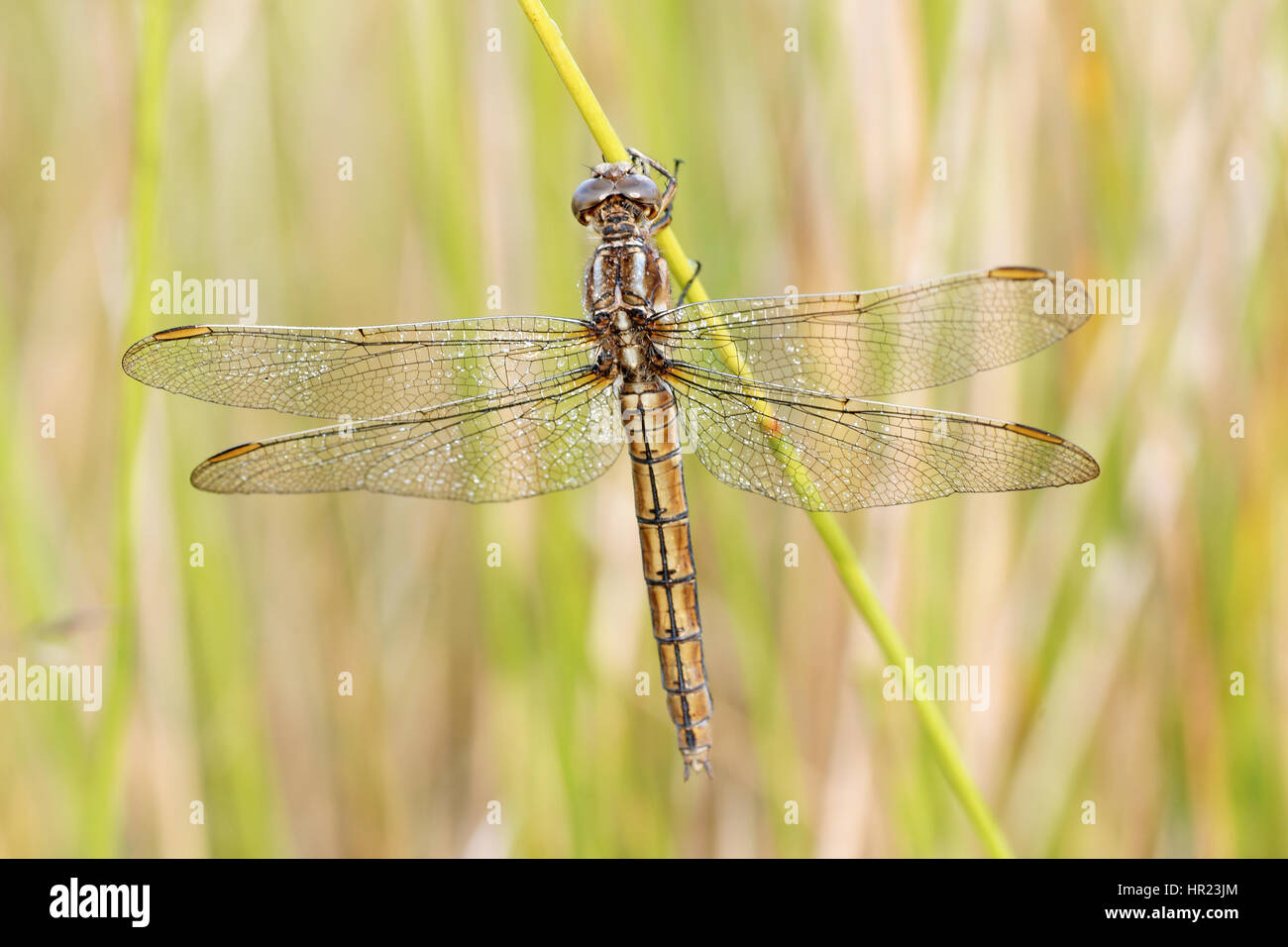 Orthetrum coerulescens Banque D'Images