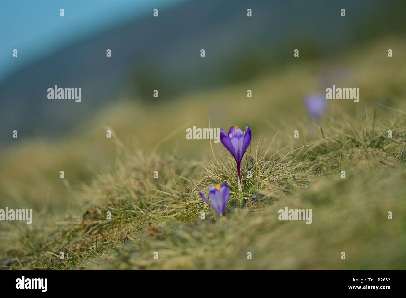 Purple crocus fleurs Banque D'Images