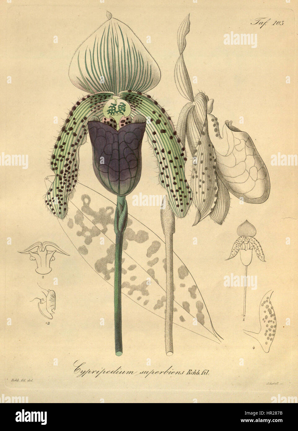Cette illustration botanique de 'Xenia' met en valeur les superbiens Paphiopedilum, précédemment classés sous le nom de superbiens Cypripedium. L'image détaillée, créée en 1874, met en évidence la beauté distincte de cette orchidée rare, un sujet d'intérêt scientifique à l'époque victorienne. Banque D'Images