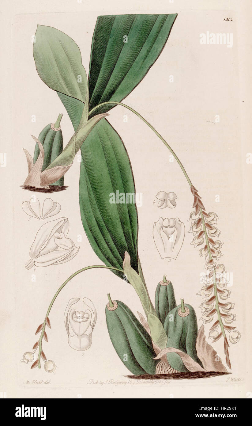 'Pholidota imbricata' est une espèce d'orchidée décrite dans le registre botanique de 1828. L’illustration met en évidence la structure détaillée de la plante et ses caractéristiques botaniques, importantes dans l’étude des orchidées. Banque D'Images