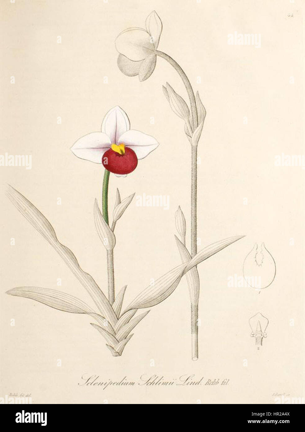 L'illustration botanique 'Phragmipedium schlimii' (anciennement Selenipedium schlimii) de 'Xenia' (1858) met en valeur la beauté unique de cette espèce d'orchidée. Le dessin détaillé souligne la structure complexe et les couleurs vibrantes de la fleur. Banque D'Images