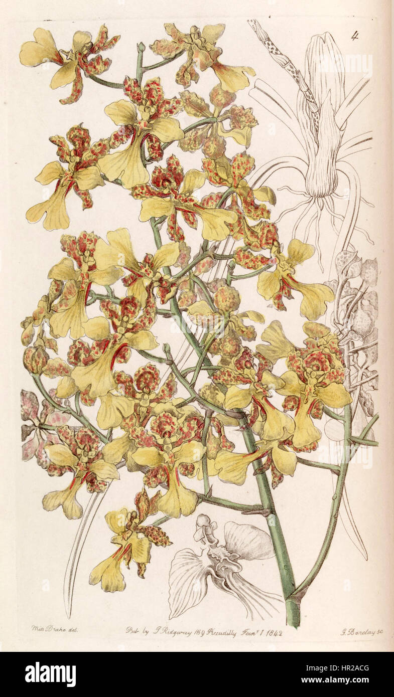 L'Oncidium cebolleta Trichocentrum cebolleta - Edwards ou vol 28 (NS) 5 pl 4 (1842) Banque D'Images