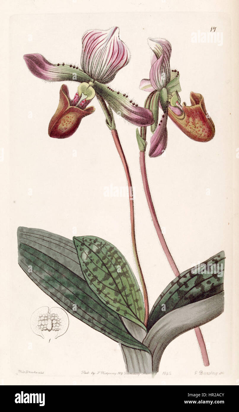 Cette illustration botanique tirée du Botanical Register d'Edwards (1842) représente l'espèce d'orchidée Paphiopedilum barbatum, précédemment classée Cypripedium barbatum. Le dessin détaillé met en valeur la structure unique de la fleur et sa coloration vibrante. Banque D'Images