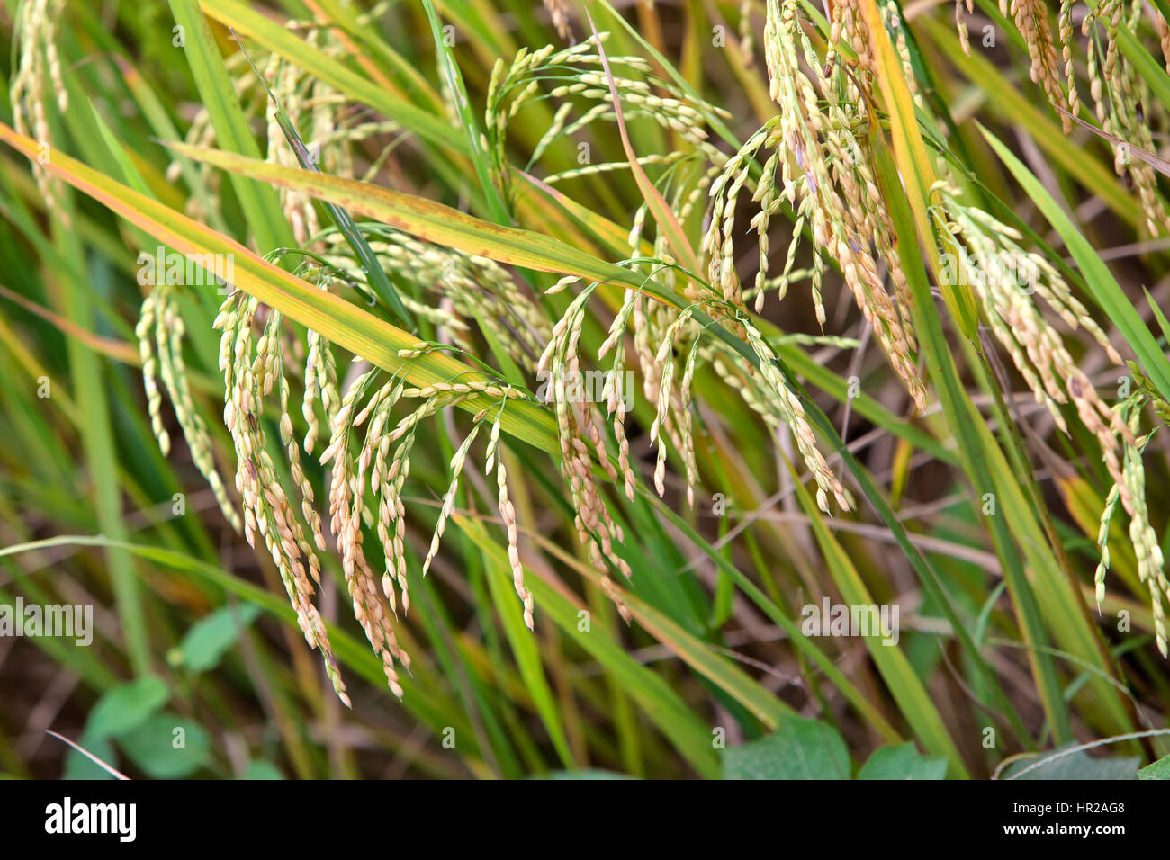 Gros plan du riz venant à échéance, dans le champ "Oryza sativa'. Banque D'Images