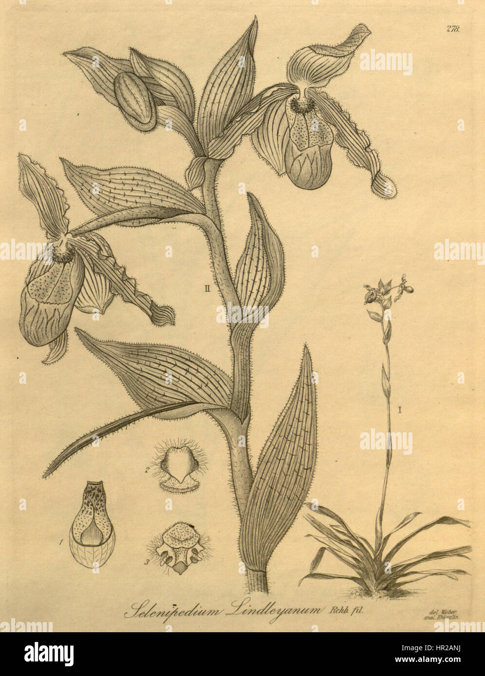 Phragmipedium lindleyanum, précédemment connu sous le nom de Selenipedium lindleyanum, est une espèce d'orchidée connue pour son aspect frappant. Illustrée à Xenia, cette plante est originaire d'Amérique centrale et est reconnue pour ses fleurs vibrantes et sa structure complexe. Banque D'Images