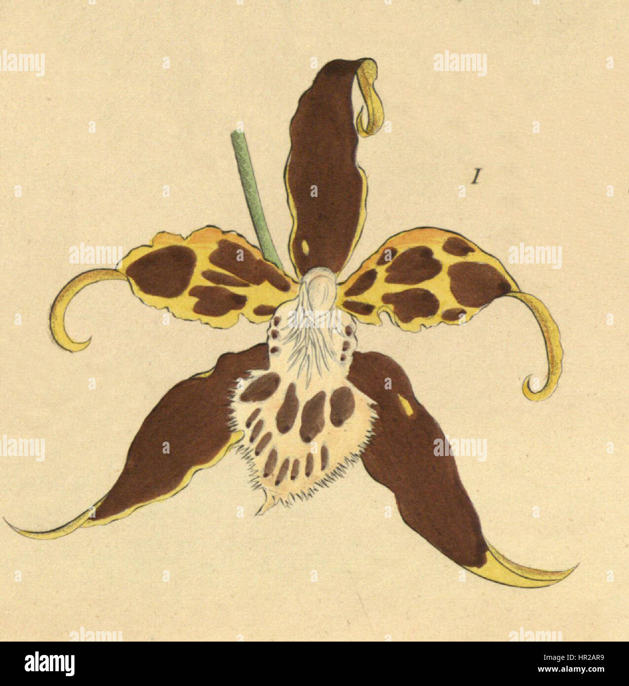 Odontoglossum hallii - fig. 1 découpe de Xenia, 1-63 (1858) Banque D'Images