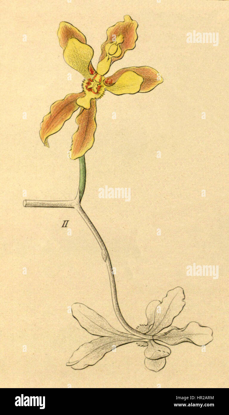 Oncidium micropogon est une illustration botanique tirée du livre Xenia de 1858, représentant une espèce d’orchidée. L’illustration met en valeur les détails complexes de la forme et des caractéristiques de la fleur, soulignant sa beauté unique. Banque D'Images