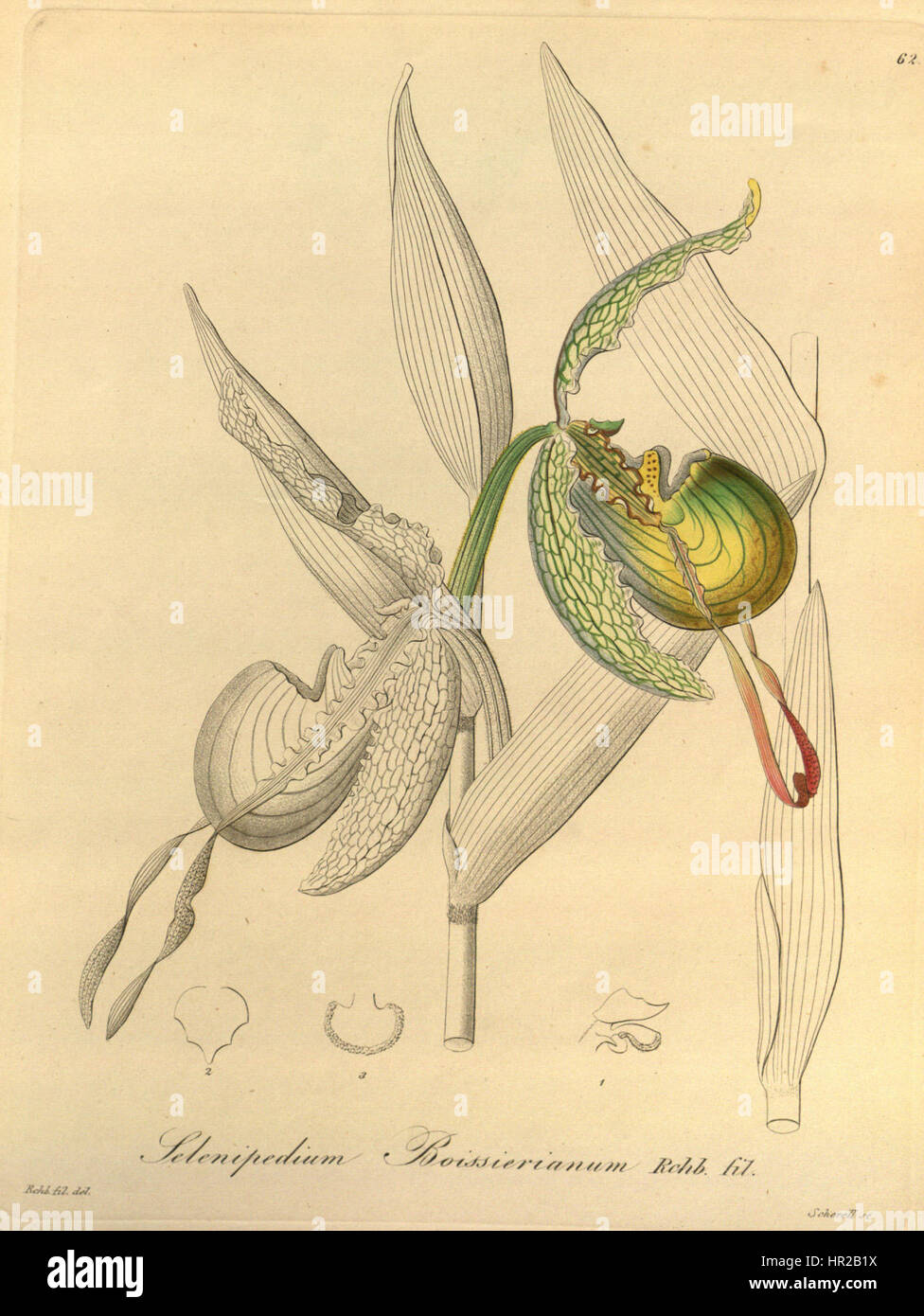 Phragmipedium boissierianum (anciennement Selenipedium boissierianum) est une espèce d'orchidée, représentée dans Xenia 1-62 (1858). L'illustration met en évidence la beauté complexe et la structure de la fleur. Banque D'Images