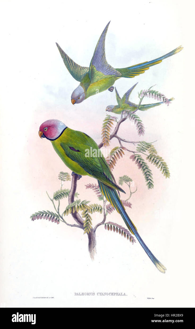 Le cyanocephala de Palaeornis, également connu sous le nom de perruche à tête bleue, est représenté dans une illustration scientifique de Gould. Cette espèce d'oiseau dynamique, originaire d'Asie du Sud, est connue pour sa tête bleue frappante et son corps vert, qui offrent une représentation vivante de la biodiversité aviaire. Banque D'Images