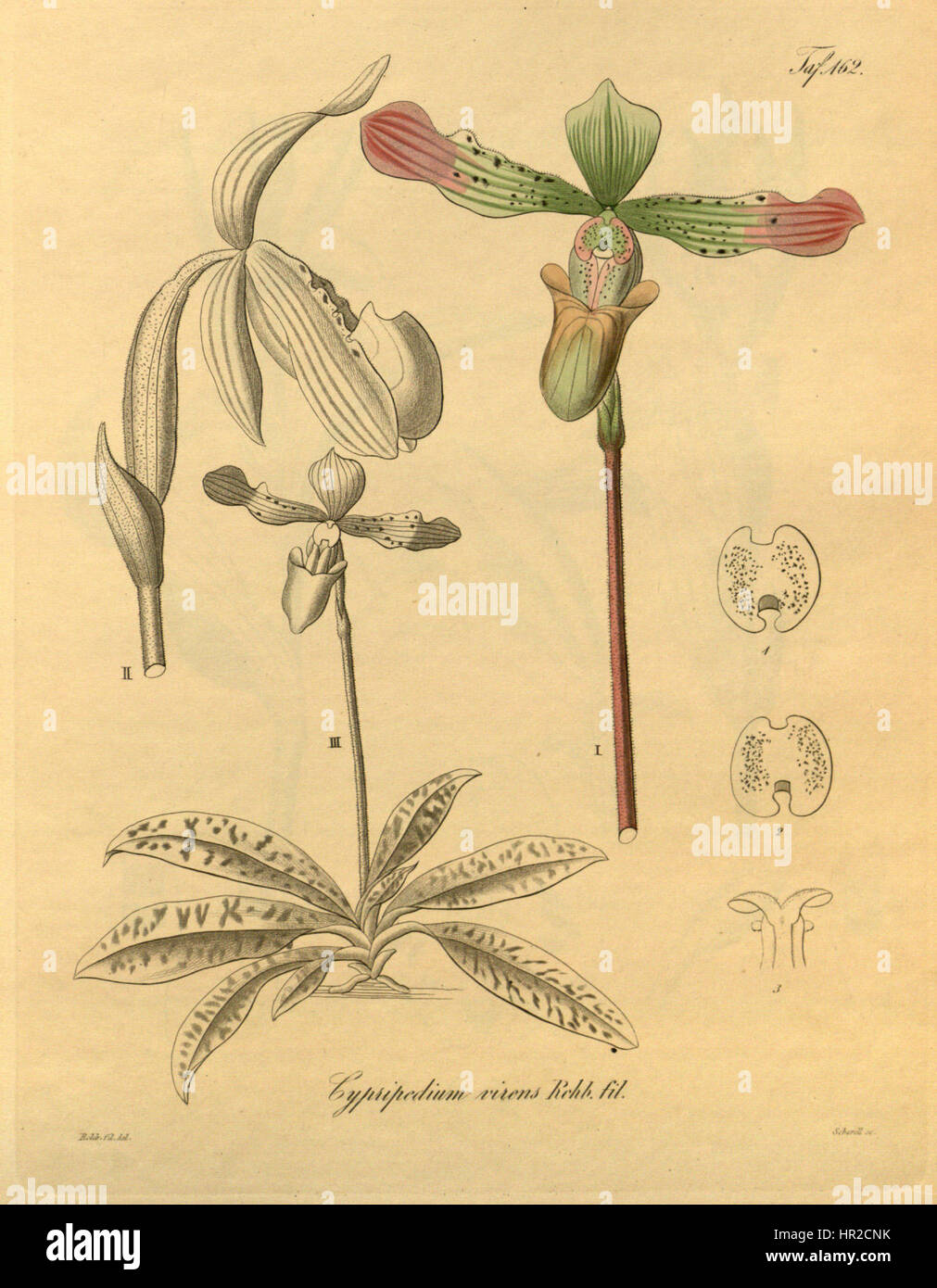 Cette illustration botanique de Xenia représente l'espèce d'orchidée Paphiopedilum javanicum (anciennement connue sous le nom de Cypripedium virens). Il met en valeur la structure délicate et les couleurs vibrantes de cette fleur rare, un exemple parfait de botanique du XIXe siècle Banque D'Images