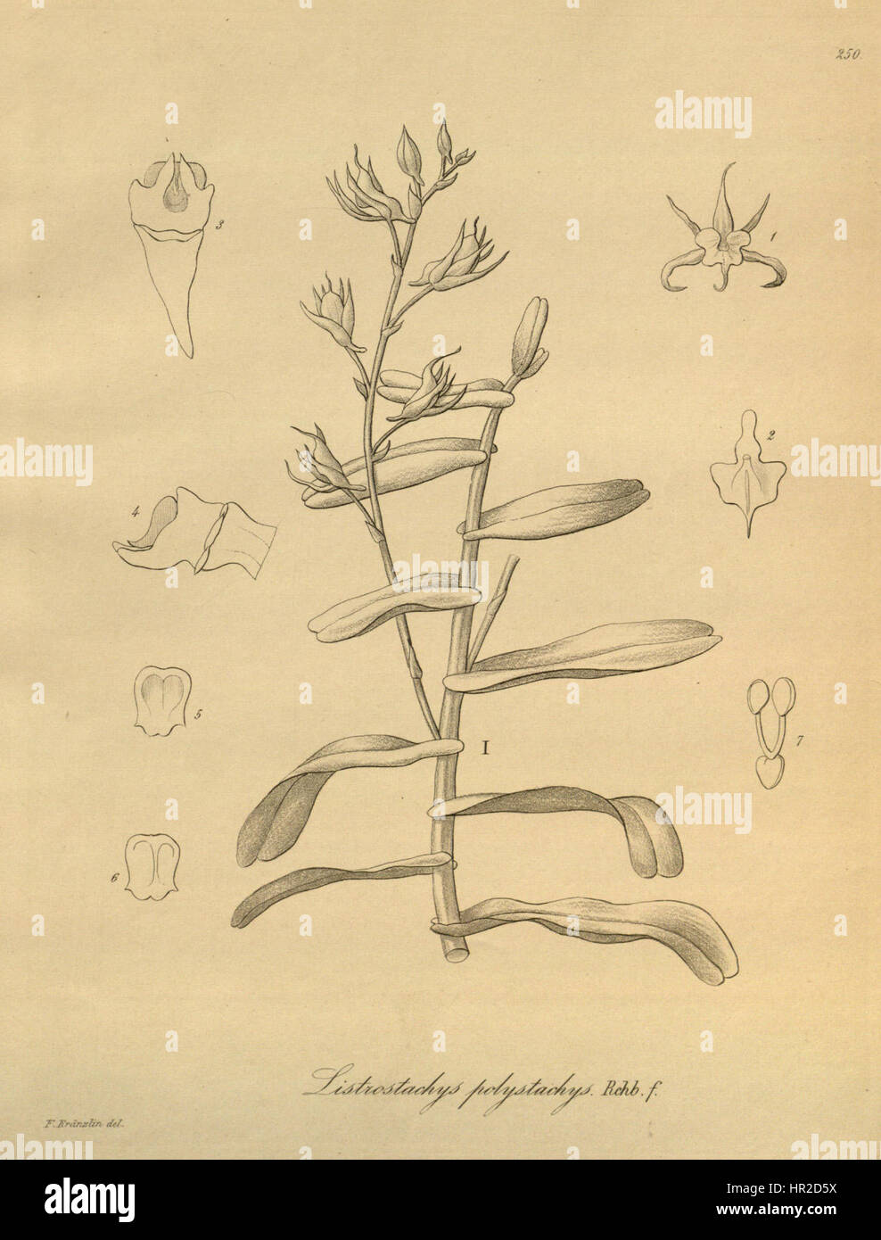 Oeoniella polystachys, autrefois connue sous le nom de Listrostachys polystachys, est une espèce d'orchidée présentée dans Xenia 3, planche 250. Cette illustration met en évidence les caractéristiques botaniques de la plante. Banque D'Images