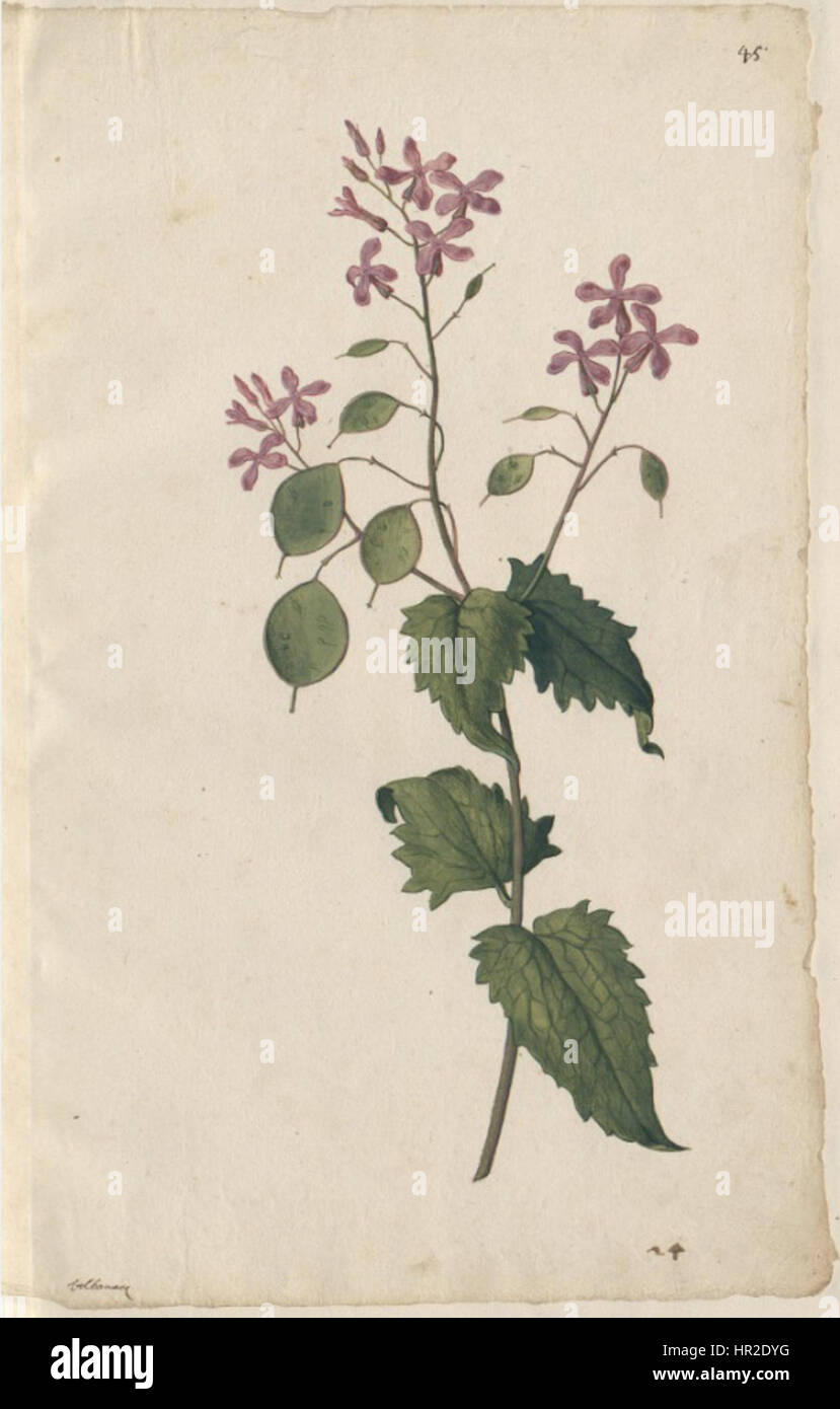 Pieter van der Borcht I était un artiste flamand connu pour ses illustrations botaniques détaillées. Ce dessin met en valeur son habileté à rendre les plantes avec précision, en mettant en évidence les formes et textures naturelles. Banque D'Images