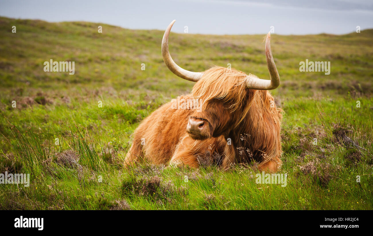 Highland cow sur l'île de Skye, Écosse, Hébrides intérieures. Banque D'Images