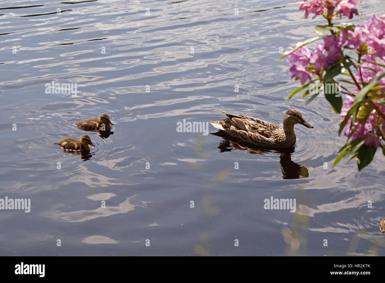 Les canards et les canetons nageant à Glencoe Lochan Banque D'Images