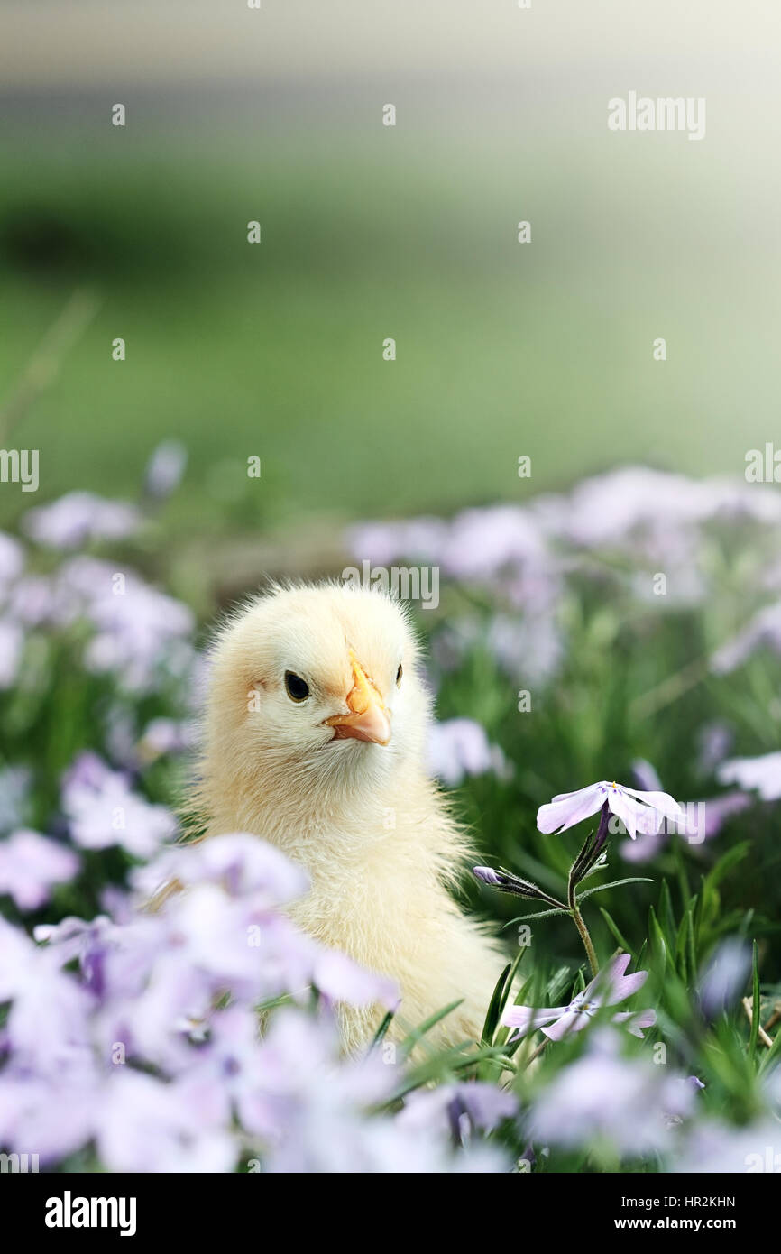 Curieux petit poussin d'oeil au-dessus d'un lit de couleur lavande fleurs de printemps. L'extrême profondeur de champ avec un peu de flou sur la partie basse de l'image. Banque D'Images