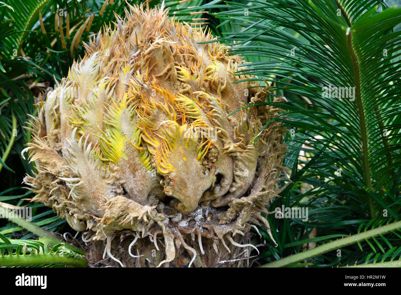 Tête d'un palmier Sagou (Cycas revoluta) du jardin botanique de Puerto de la Cruz Tenerife Espagne. Banque D'Images
