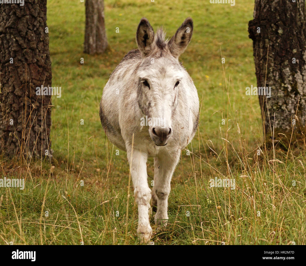 Bel âne gris marchant à travers les champs jusqu'à oreilles Banque D'Images