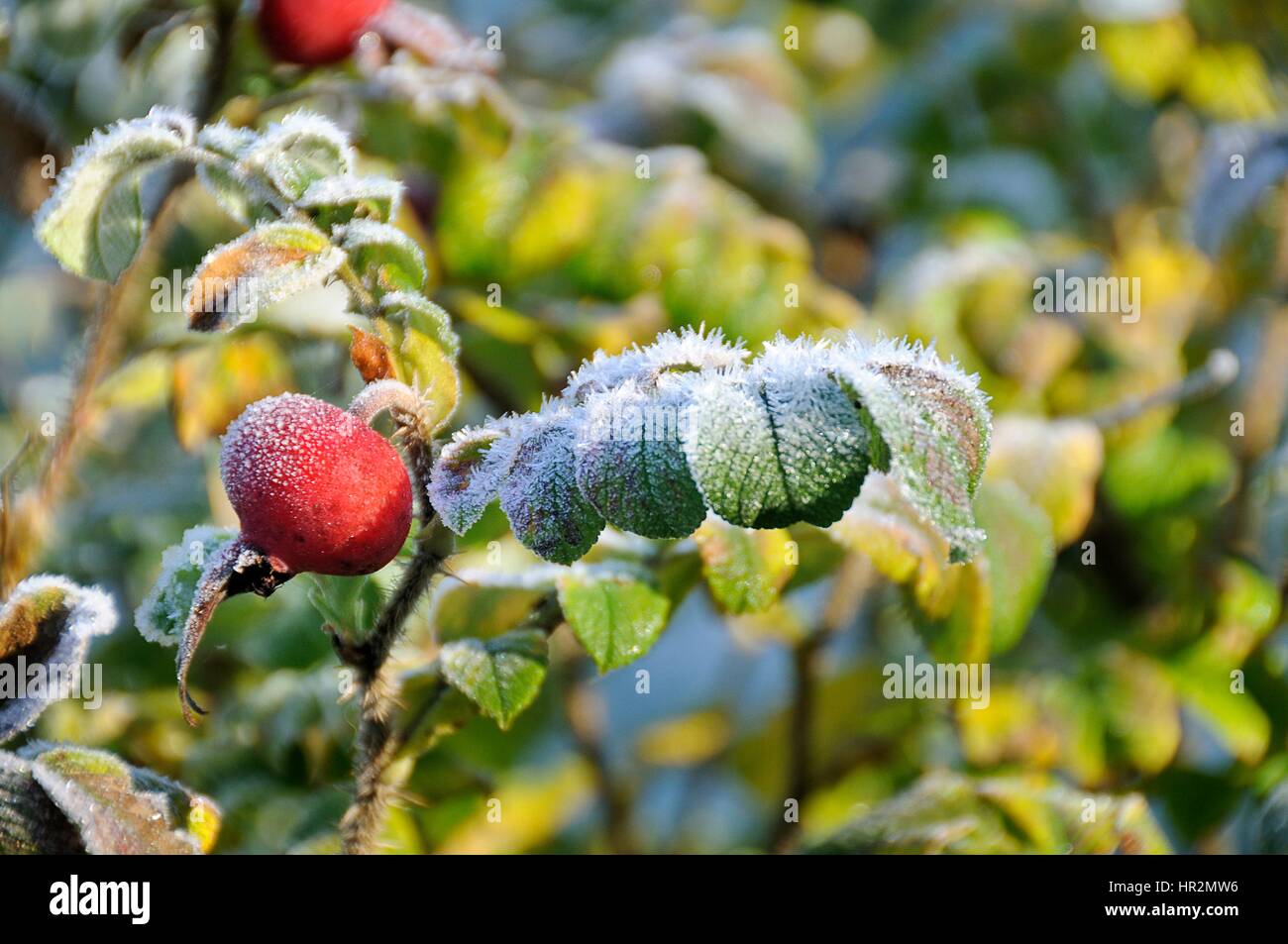 Le givre sur les feuilles de Wild Rose. Adobe RVB Banque D'Images