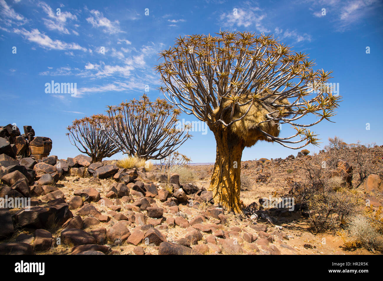 Quiver Tree Forest, Kokerboom Woud, Aloe dichotoma, Mesosaurus Fossil Site, Keetmanshoop, Namibie, par Monika Hrdinova/Dembinsky Assoc Photo Banque D'Images