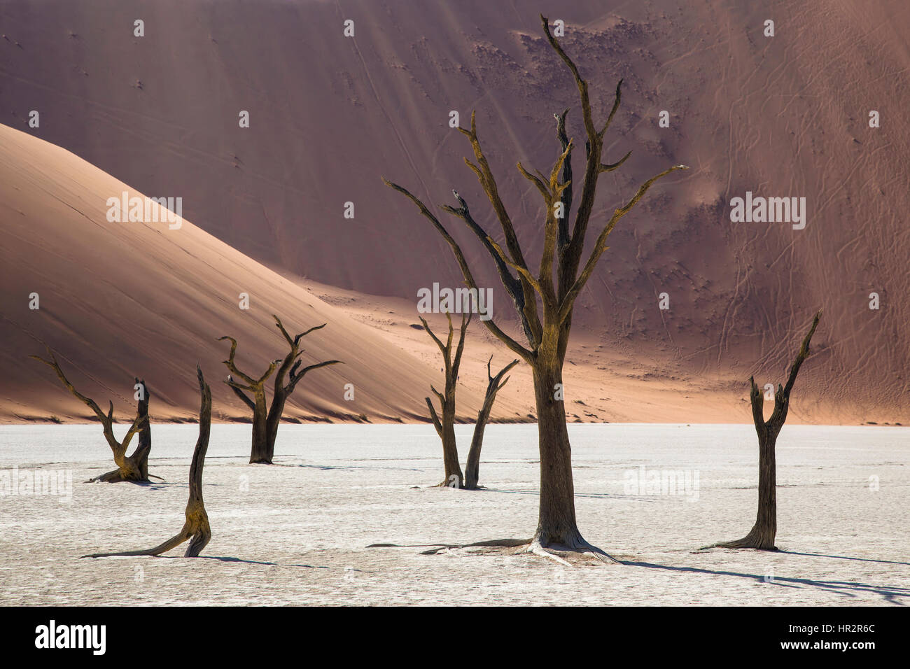 Dunes de sable et les arbres Camelthorn morts, Deadvlei, Sossusvlei, Désert du Namib, Namibie, par Monika Hrdinova/Dembinsky Assoc Photo Banque D'Images