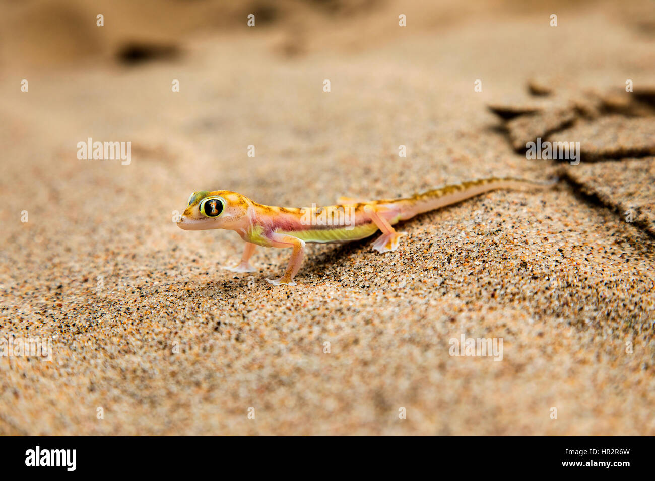 Sable du Namib, Gecko, Gecko, pourvu de Pachydactylus rangei, Walvis Bay, désert du Namib, Namibie, par Monika Hrdinova/Dembinsky Assoc Photo Banque D'Images